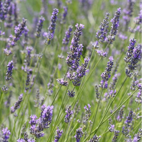 Lavandula intermedia 'Seguret'